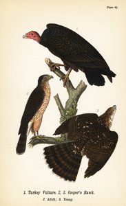 kalkkunakorppikotka, Cathartes aura 1 ja Cooperin haukka, Accipiter cooperii, aikuinen 2, nuori 3