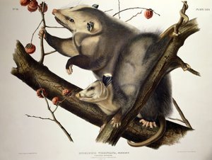 Virginian Opossum, teoksesta "Quadrupeds of America", kaiverrus John T. Bowen (1801-c.56) 1845 (värillinen kaiverrus) tekijältä John James (after) Audubon