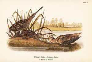 Wilsonin taivaanvuohi tai tavallinen nuiva, Gallinago delicata, urokset 1, naaras 2 tekijältä John James (after) Audubon