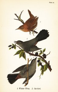 Winter wren, Troglodytes hiemalis 1 ja harmaa kissalintu, Dumetella carolinensis kissalintu 2 tekijältä John James (after) Audubon