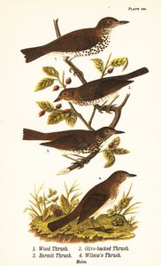 Metsärastasta, Hylocichia mustelina 1, Swainsonin sammas, Catharus ustulatus 2, oliiviselkärastasta tai erakkorastas, Catharus guttatus 3 ja ruskearastasta tai Wilsonin sammas, Catharus fuscescens 4 tekijältä John James (after) Audubon