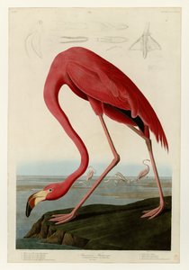 431 Amerikkalainen flamingo tekijältä John James Audubon