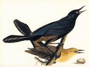 Pari venepyrstöä tekijältä John James Audubon