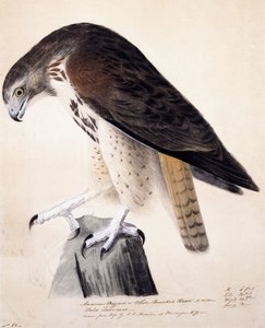 American Buzzard tai White Breasted Hawk, tekijältä John James Audubon