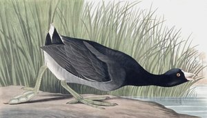 American Coot, Fulica Americana, John J. Audubonin "The Birds of America" -pubista. 1827-38 tekijältä John James Audubon