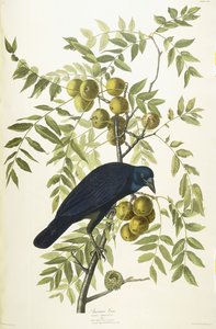 American Crow, 1833 tekijältä John James Audubon