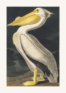 Amerikanvalkopelikaani teoksesta *Birds of America* (1827) tekijältä John James Audubon