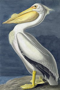 American White Pelican, Pelecanus Erythrorhynchos, John J. Audubonin "The Birds of America" -julkaisusta, pub. 1827-38 tekijältä John James Audubon