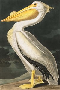 American White Pelican, Pelecanus Erythrorhynchos, John J. Audubonin "The Birds of America" -julkaisusta, pub. 1827-38 tekijältä John James Audubon