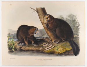 Amerikkalainen majava, 1844 tekijältä John James Audubon