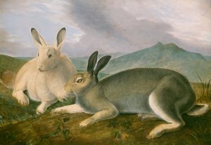 Arktinen jänis tekijältä John James Audubon
