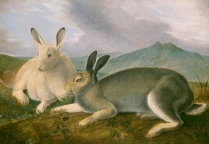 Arktinen jänis, noin 1841 (tussi ja musta muste, akvarelli ja öljyväri paperille). tekijältä John James Audubon