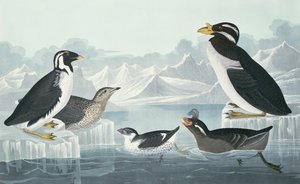Mustakurkkukila, nobbed-billed Auk, Curled-Crested Auk, Horn-Billed Guillemot, luonnosta otettu tekijältä John James Audubon