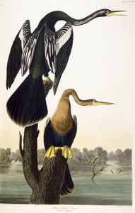 Mustavatsainen Darter, 1836 tekijältä John James Audubon
