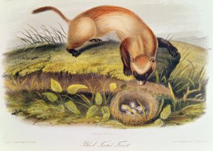 Mustajalkafretti Pohjois-Amerikan nelijalkaisista (1842-5) tekijältä John James Audubon