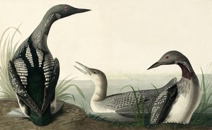 Black-throated Diver, Colymbus Arcticus, elokuvasta "The Birds of America", kirjoittanut John J. Audubon, pub. 1827-38 tekijältä John James Audubon