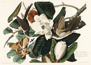 Mustanokkakäki teoksesta *Birds of America* (1827) tekijältä John James Audubon