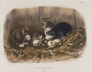 Musta rotta, n. 1845 tekijältä John James Audubon
