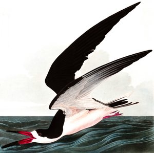 Black Skimmer tai Shearwater, Rhincops Nigra, elokuvasta "The Birds of America", kirjoittanut John J. Audubon, pub. 1827-38 tekijältä John James Audubon