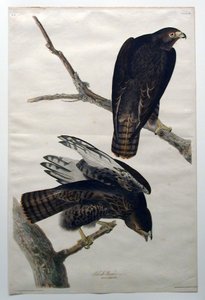 Musta soturi (nro 18) tekijältä John James Audubon