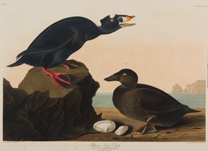 Black or Surf Duck, 1836 (wc paperilla) tekijältä John James Audubon