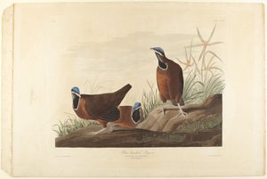 Sinipäinen kyyhky tekijältä John James Audubon
