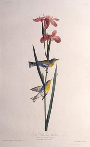 Sininen Keltaselkäkirkko. Teoksesta The Birds of America, 1827-1838. tekijältä John James Audubon