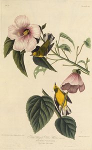 Sinisiipinen keltainen kotula. Teoksesta The Birds of America, 1827-1838. tekijältä John James Audubon