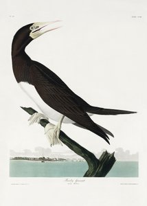 Booby Gannet teoksesta *Birds of America* (1827) tekijältä John James Audubon