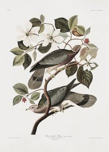 Merkitty kyyhky teoksesta *Birds of America* (1827) tekijältä John James Audubon