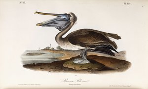 Ruskea Pelikaani tekijältä John James Audubon
