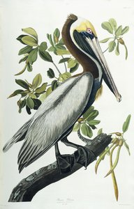 Ruskea pelikaani, 1835 tekijältä John James Audubon