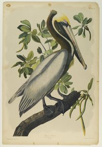 Brown Pelican, paina Julien Bien ja julkaisi Roe Lockwood & Son, 1861 (kromolitografia) tekijältä John James Audubon