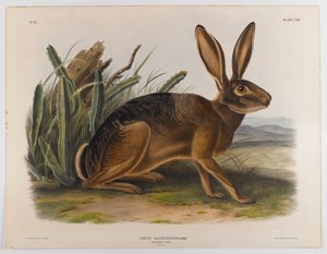 Kalifornian jänis, 1847 tekijältä John James Audubon