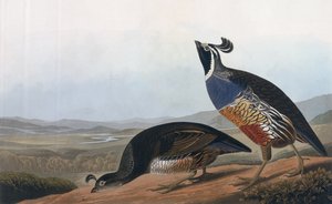 Californian Partridge, teoksesta "Birds of America", kaiverrus Robert Havell (1793-1878) 1838