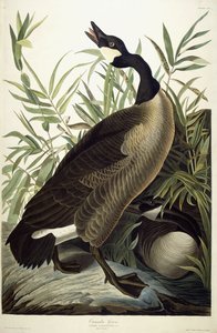 Kanadanhanhi, n. 1827-1838 tekijältä John James Audubon