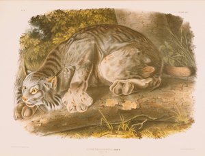 Kanadan ilves tekijältä John James Audubon