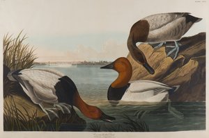 Kanvasselkäinen ankka, 1836 (wc paperilla)