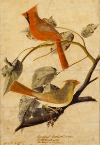 kardinaalitiainen tekijältä John James Audubon