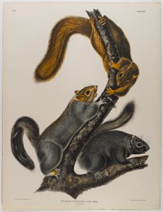 Kissan orava tekijältä John James Audubon