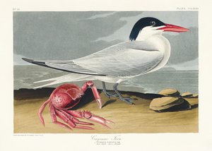 Cayenne-tiira teoksesta Birds of America (1827) tekijältä John James Audubon
