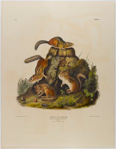 Chipping orava hackee tekijältä John James Audubon