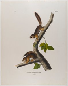 Kolumbialainen orava tekijältä John James Audubon
