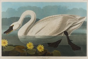Common American Swan, 1838 (wc paperilla) tekijältä John James Audubon