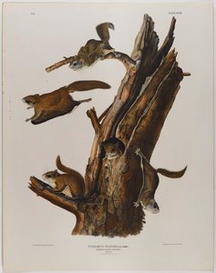 Tavallinen liito-orava tekijältä John James Audubon