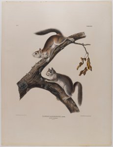 Untuva-orava tekijältä John James Audubon