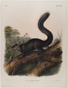 Dusky orava tekijältä John James Audubon