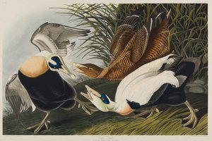 Haahka, 1835 (wc paperilla) tekijältä John James Audubon