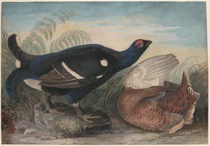 Englannin mustat kukot tekijältä John James Audubon