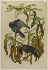 Fish Crow, paina Julien Bien ja julkaisi Roe Lockwood & Son, 1861 (kromolitografia) tekijältä John James Audubon